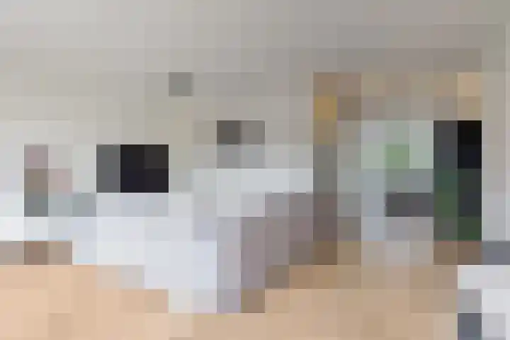 Morel 4 b Elst thumbnail 4