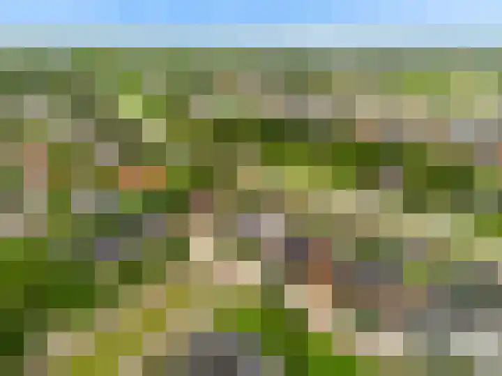 Morel 4 b Elst thumbnail 51