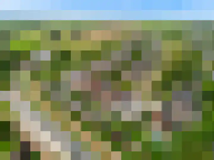 Morel 4 b Elst thumbnail 53