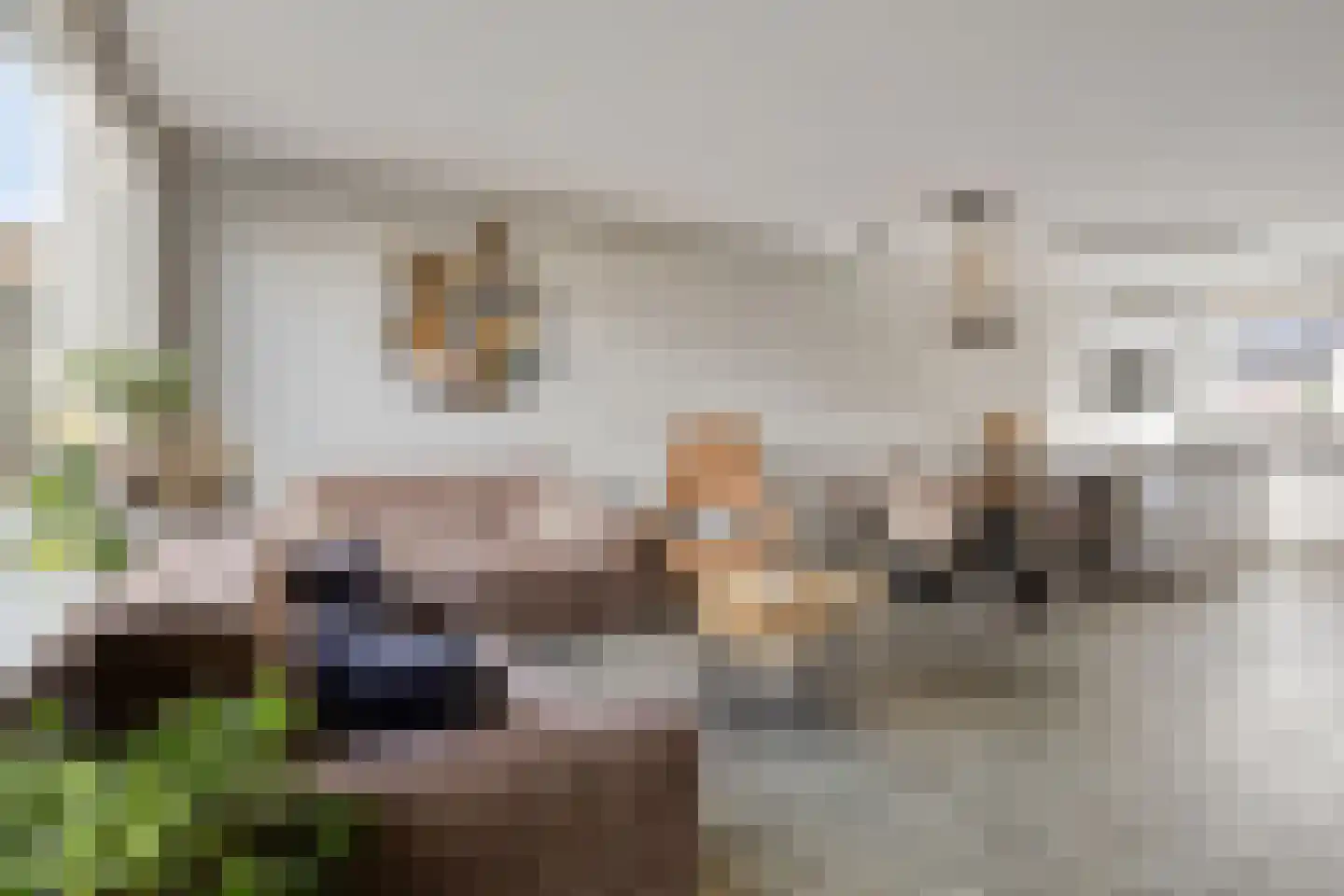 Morel 40 Uden thumbnail 5