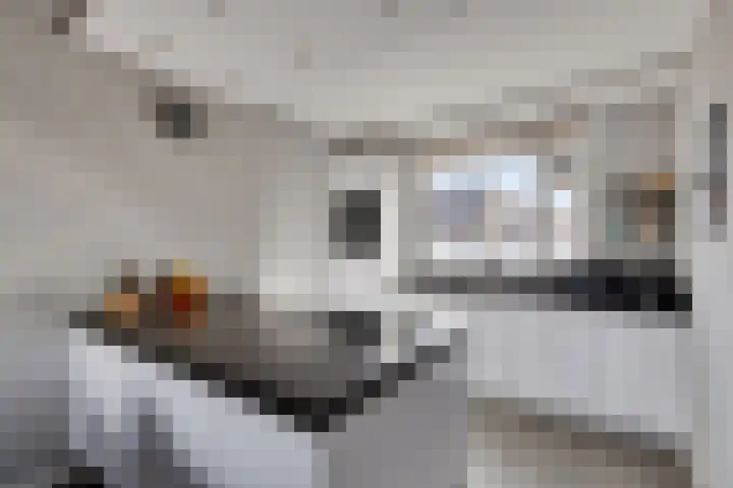 Morel 40 Uden thumbnail 8