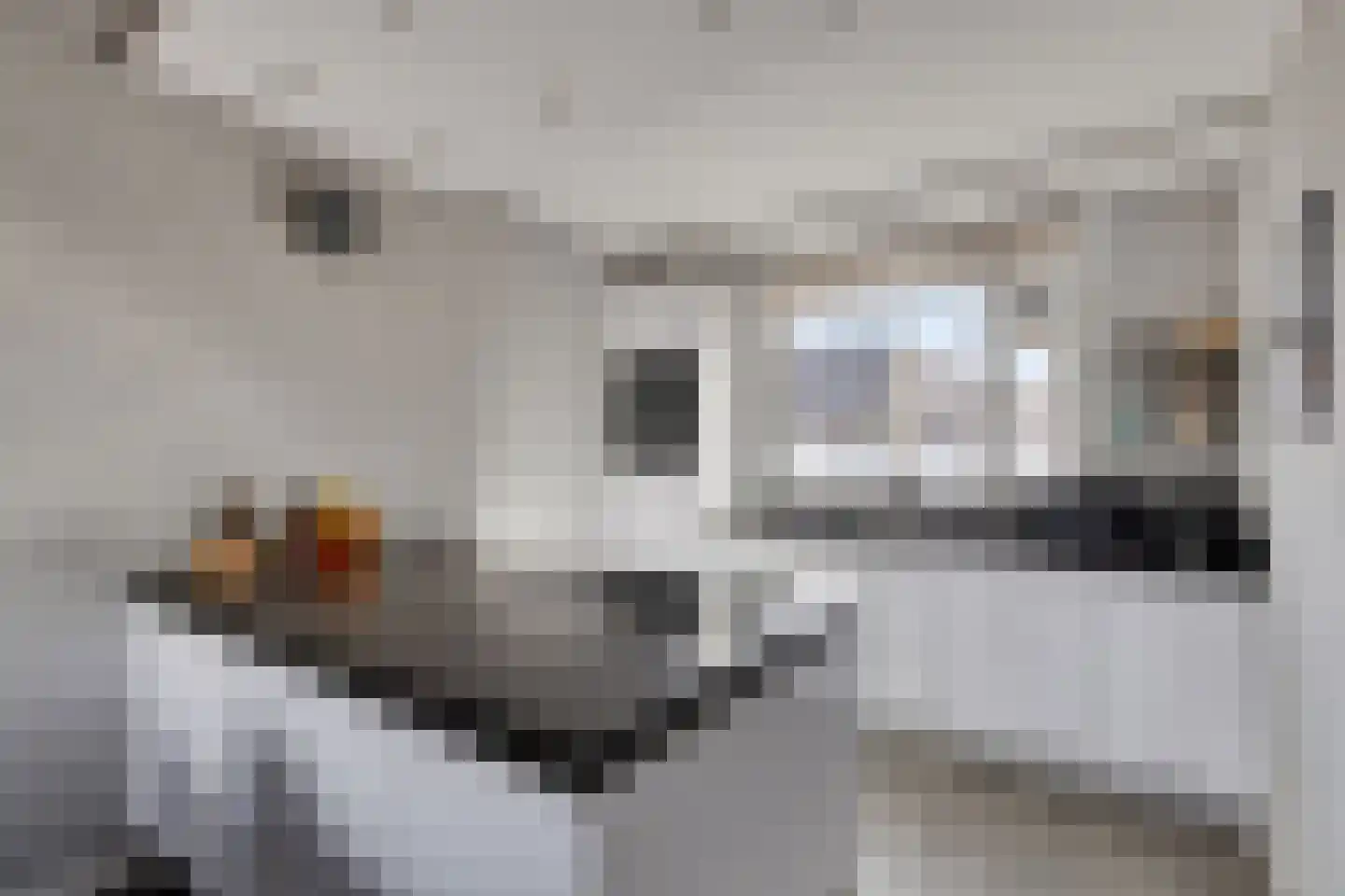 Morel 40 Uden thumbnail 8