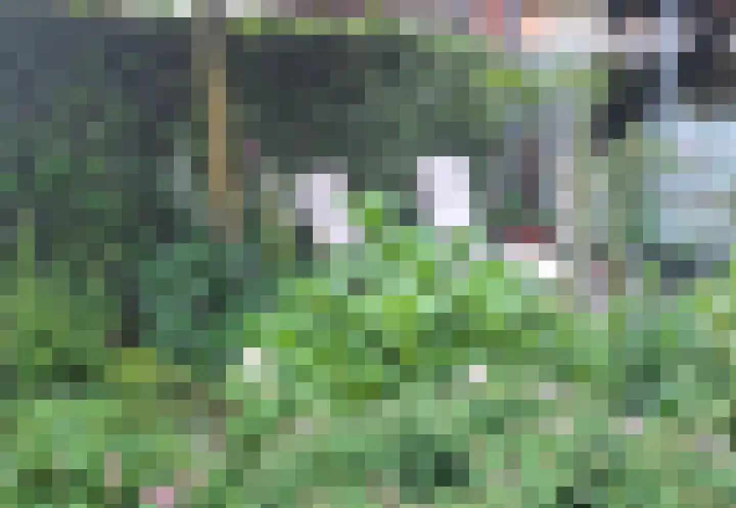 Morel 9 Wageningen thumbnail 37