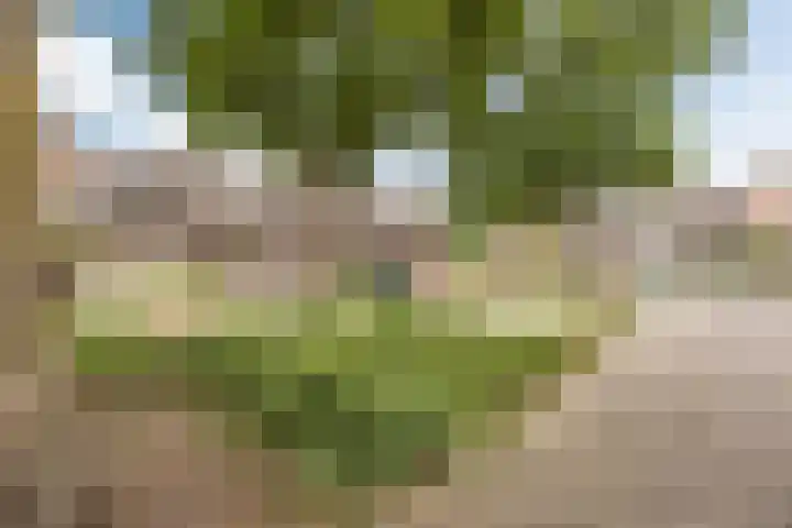 Morene 303 Uden thumbnail 47
