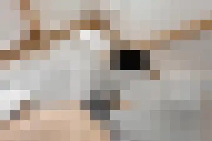 Morgenruwe 7 Maastricht thumbnail 27