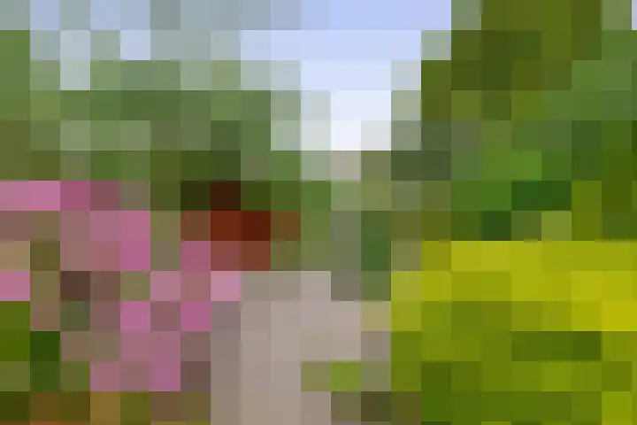 Morgenstraat 23 De Rijp thumbnail 36