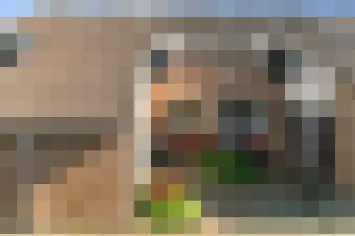 Morgentale 12 Maasland thumbnail 7