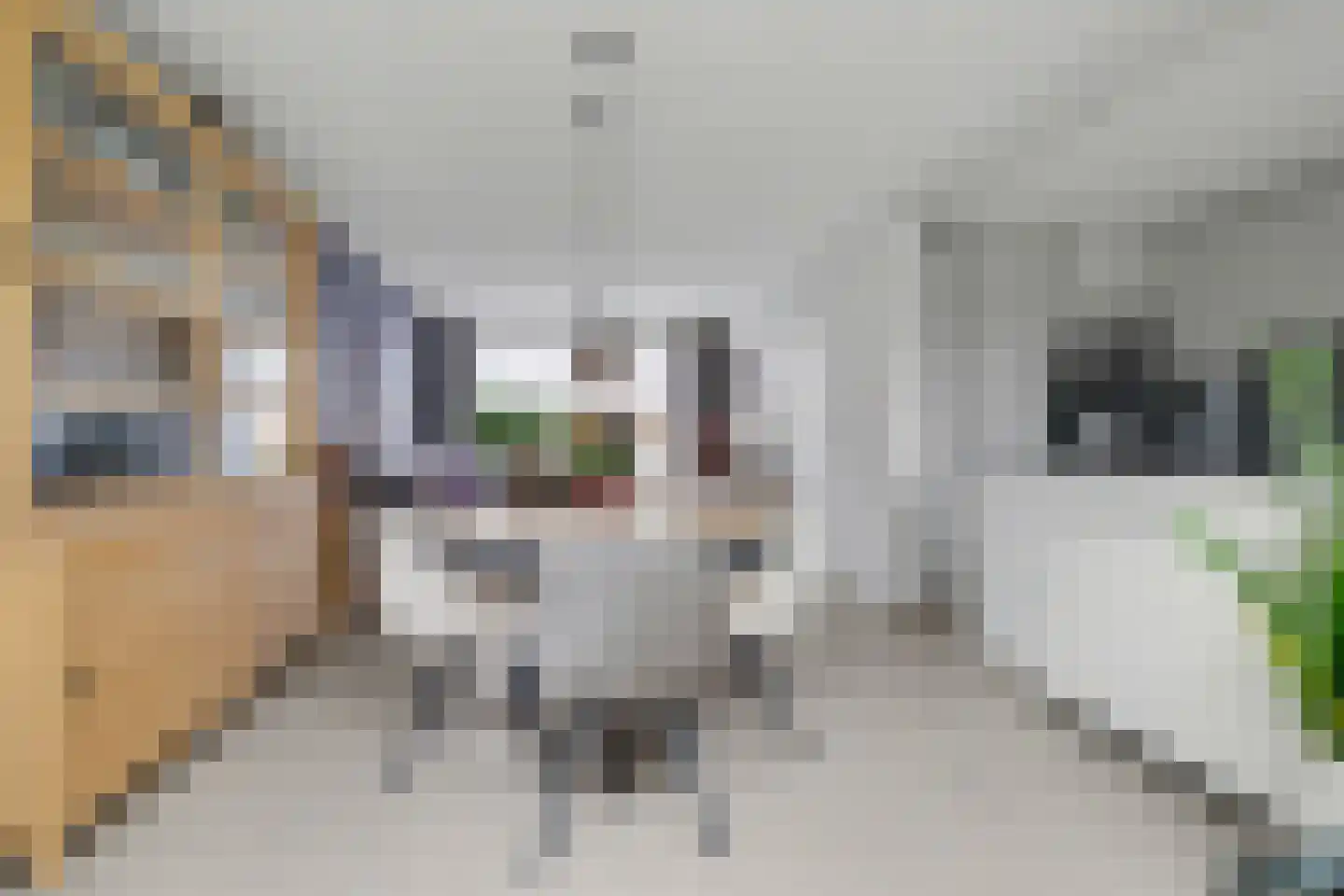 Moriaansdreef 116 Putte thumbnail 10