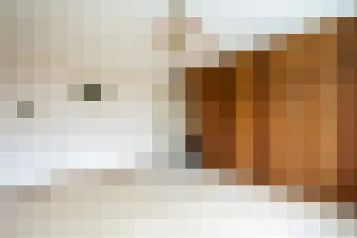 Moriaansdreef 36 Putte thumbnail 18