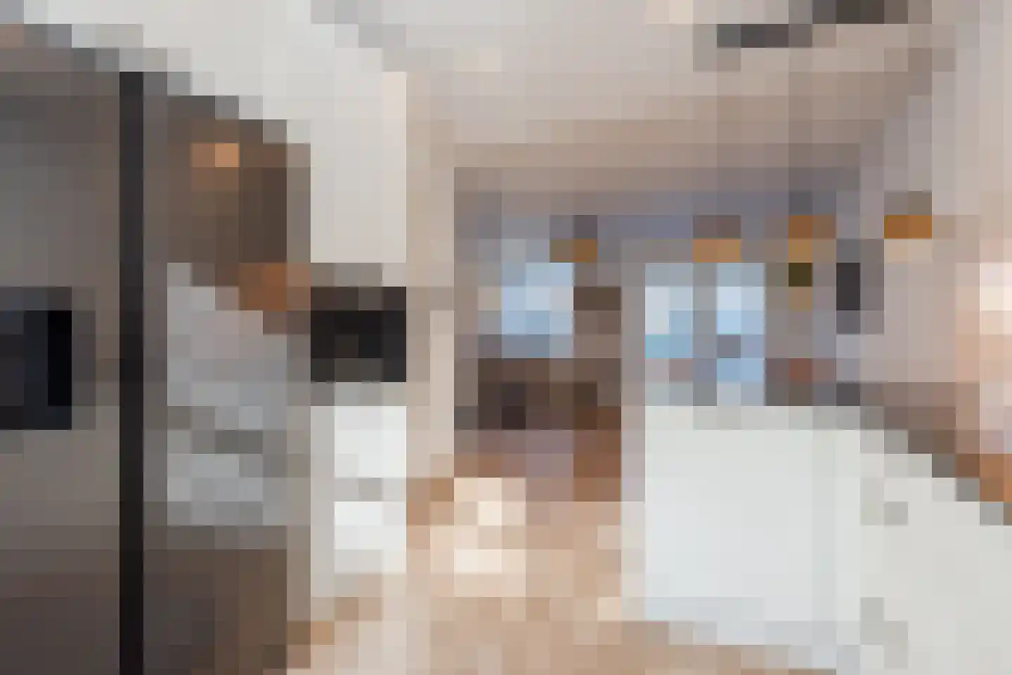 Morielje 9 Apeldoorn thumbnail 8