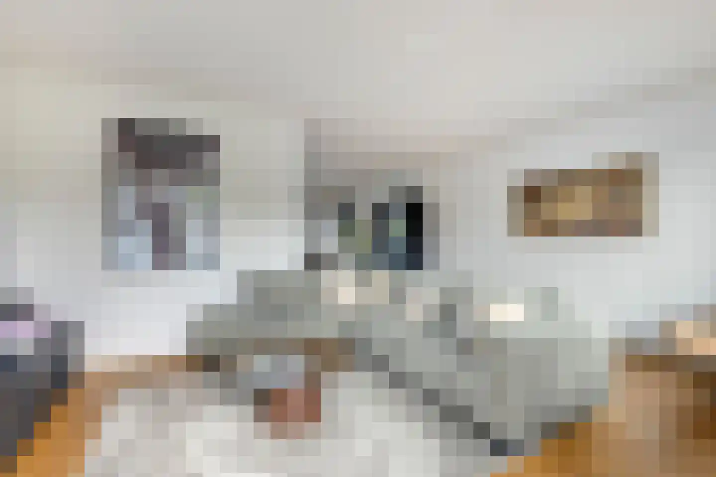 Morijnenhof 3 Schaijk thumbnail 13