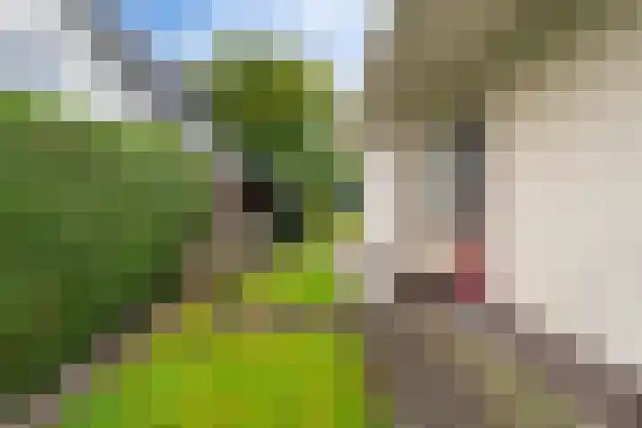 Morra 129 Drachten thumbnail 44
