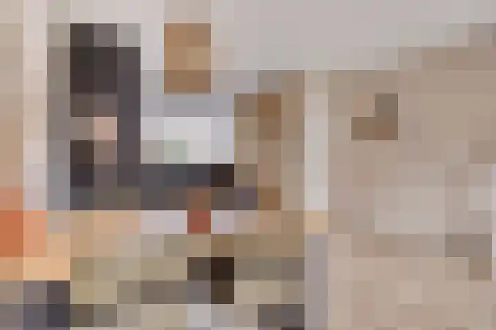 Morra 42 Zwolle thumbnail 12
