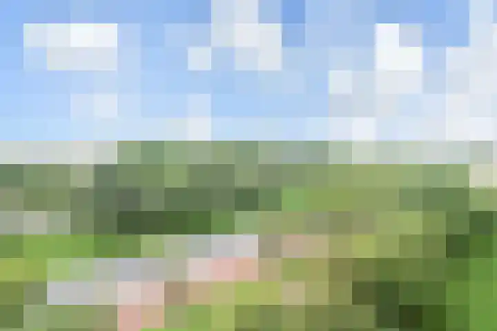 Morra 42 Zwolle thumbnail 20