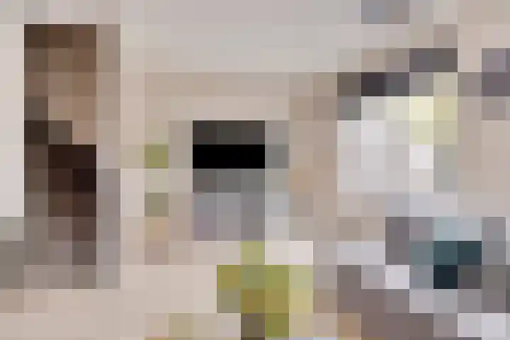 Morra 42 Zwolle thumbnail 7