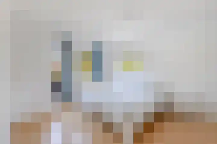 Morra 83 Drachten thumbnail 29