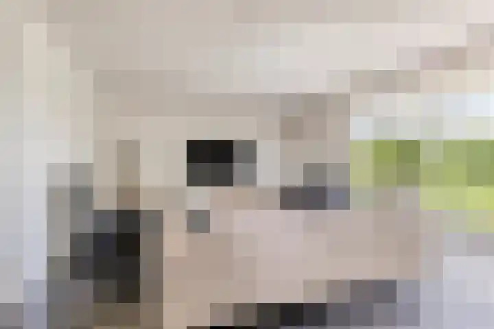 Morsdijk 2 Ruurlo thumbnail 22