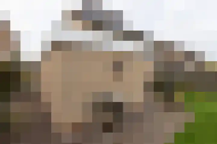Morsmanshof 31 Borculo thumbnail 33