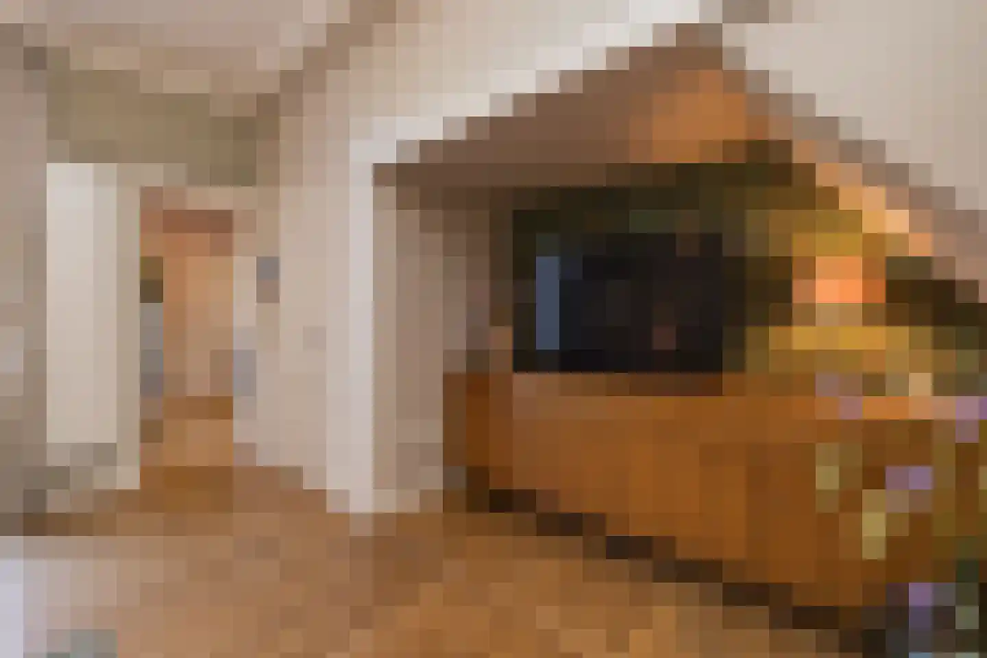 Morsweg 39 Leiden thumbnail 15