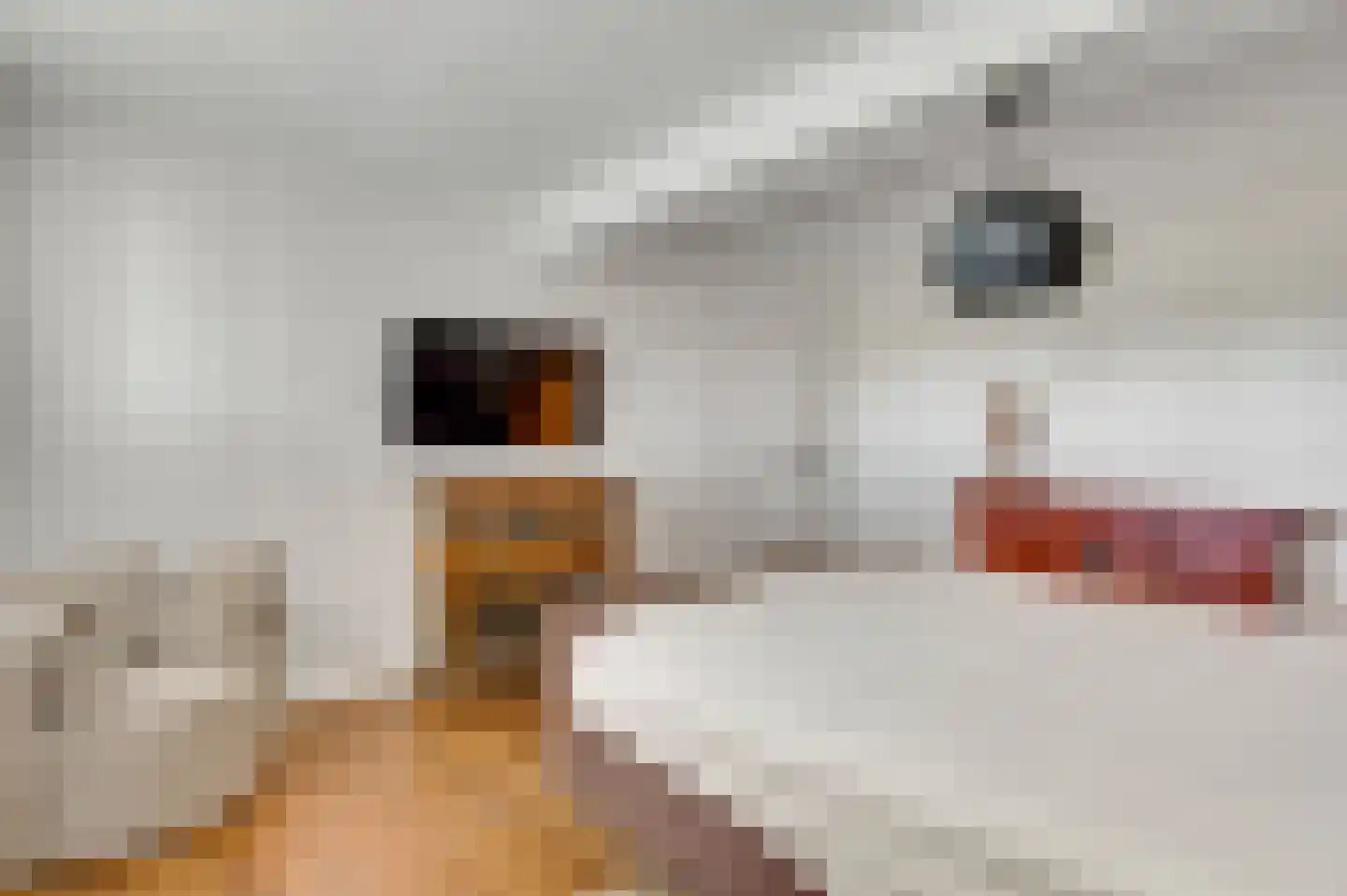 Mortel 10 Roggel thumbnail 27