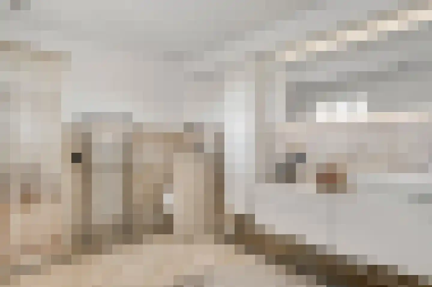 Mortel 10 Roggel thumbnail 30