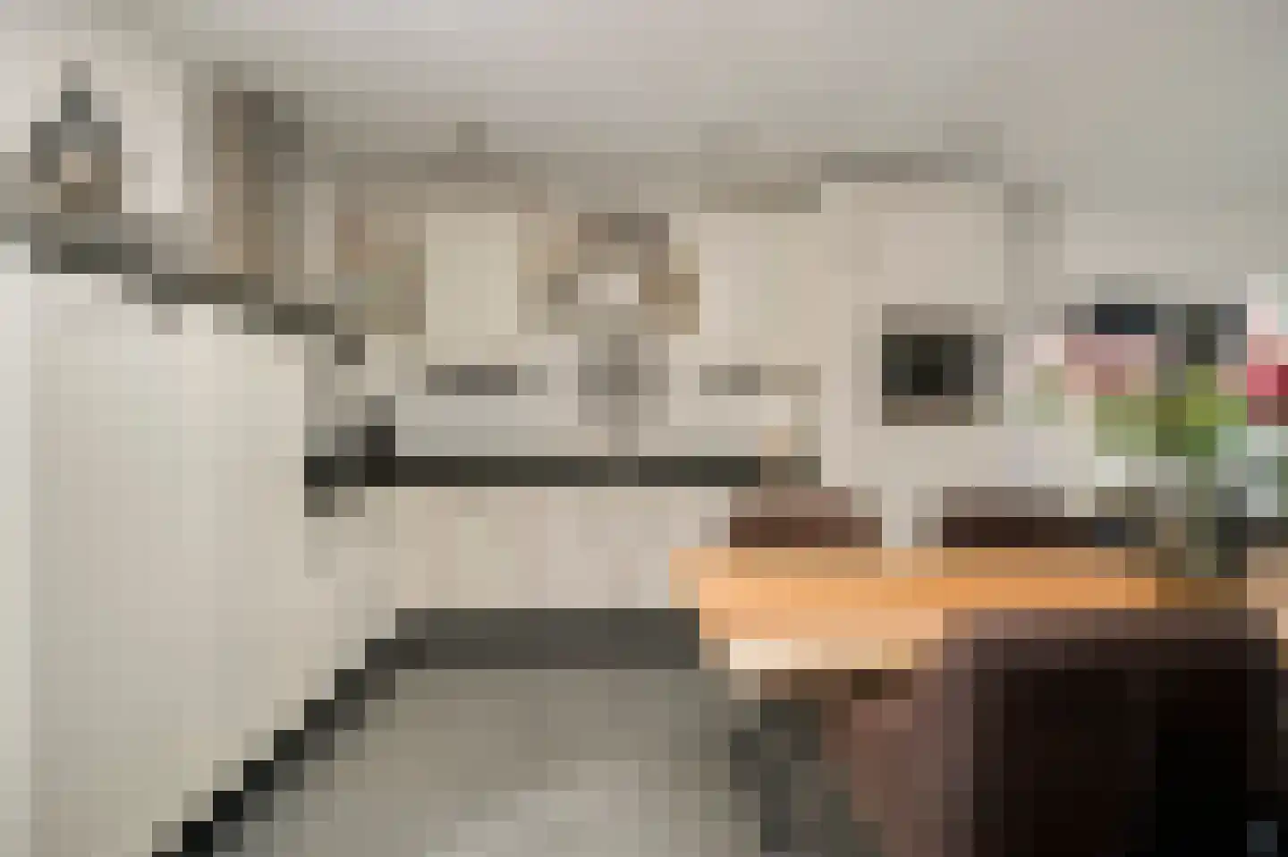 Mortel 32 Roggel thumbnail 24