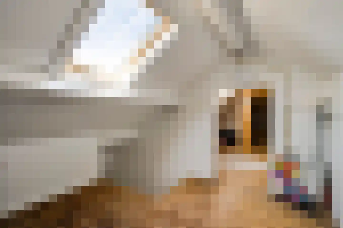 Mortel 32 Roggel thumbnail 41