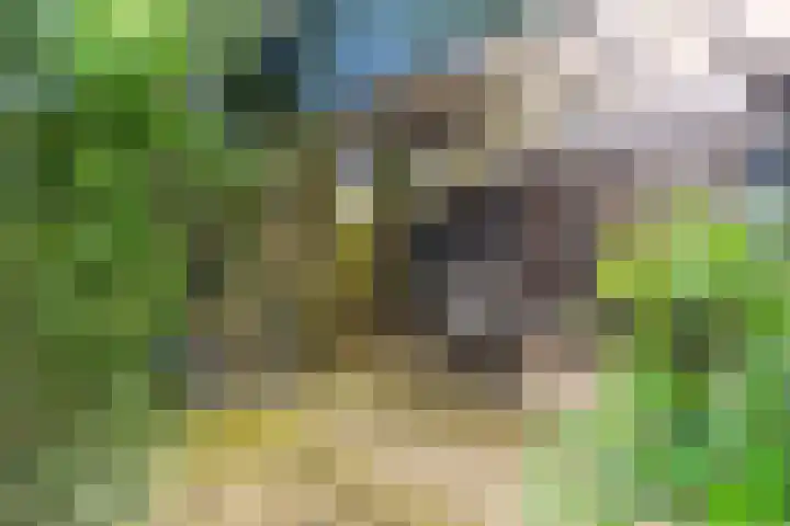 Mortelweg 36 Teteringen thumbnail 56