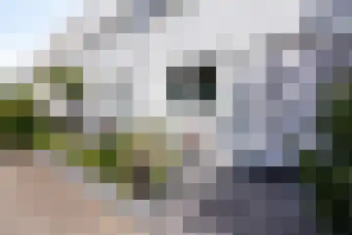 Mosgroen 16 Zoetermeer thumbnail 41