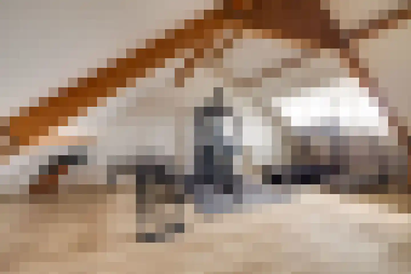 Mosklokje 9 Apeldoorn thumbnail 26