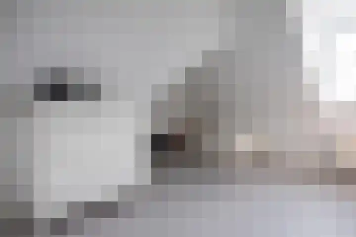 Moslaan 40 Kudelstaart thumbnail 35