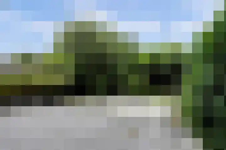 Mosroos 10 Leiden thumbnail 48
