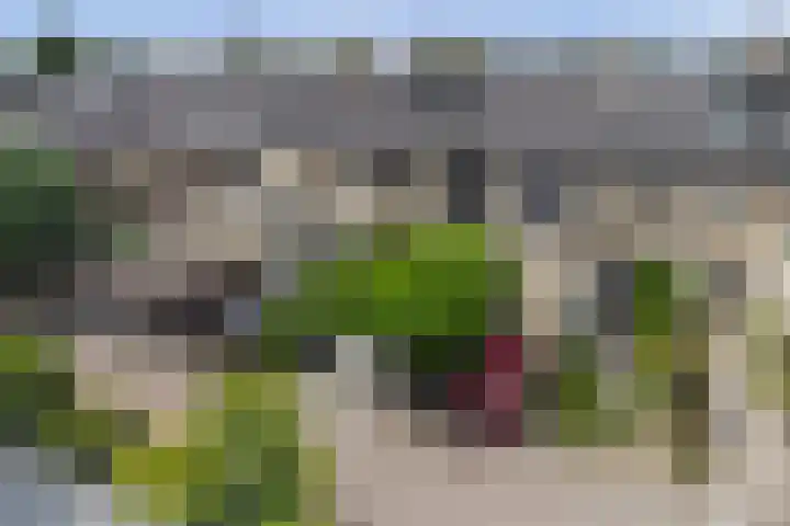 Mosroos 10 Leiden thumbnail 55