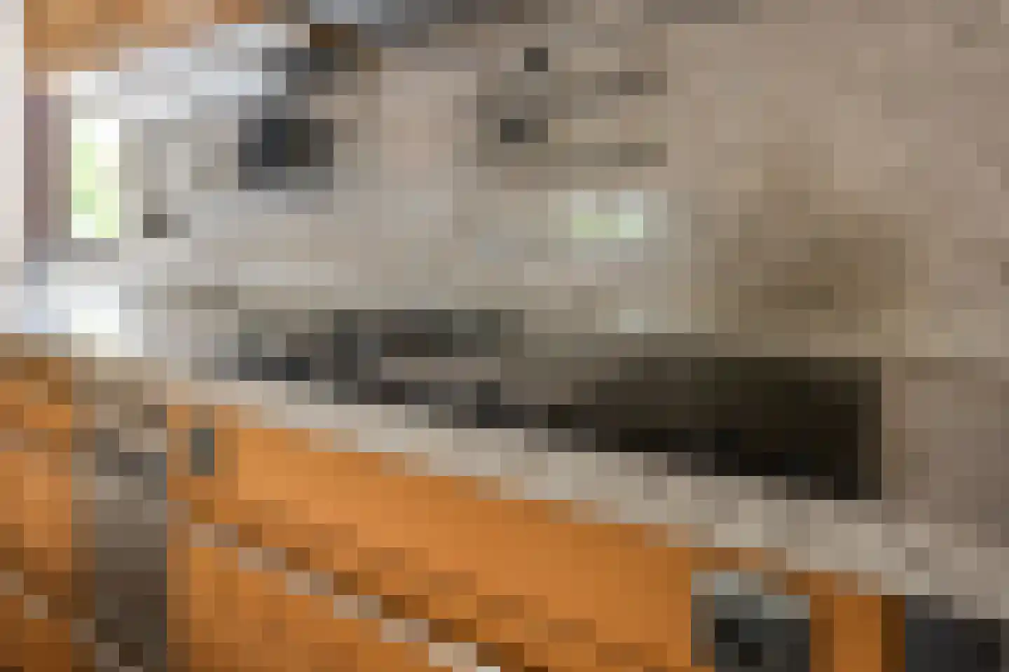 Mosroos 7 Leiden thumbnail 16