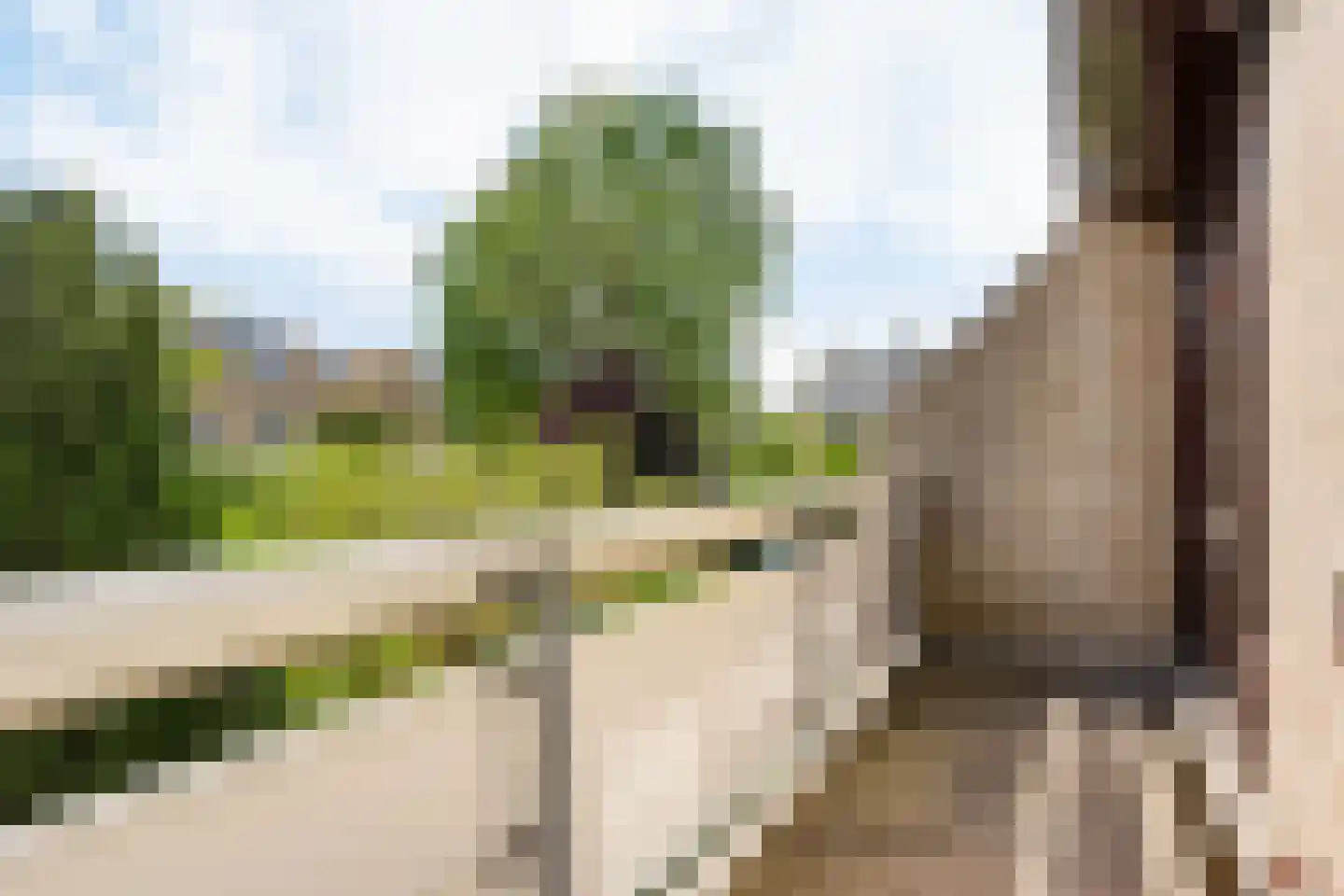 Mosroos 7 Leiden thumbnail 25