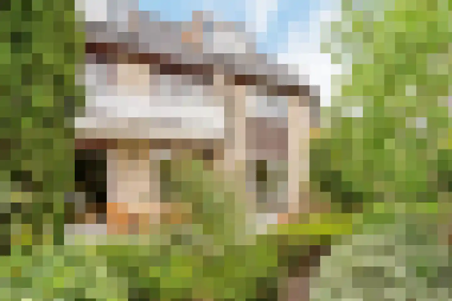 Mosroos 7 Leiden thumbnail 40