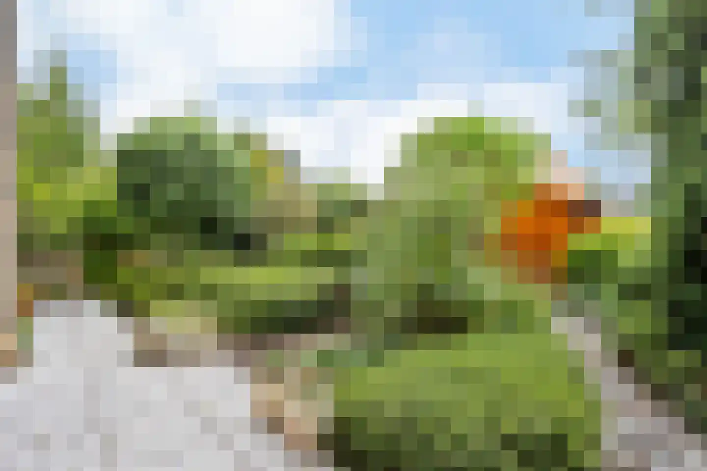 Mosroos 7 Leiden thumbnail 42