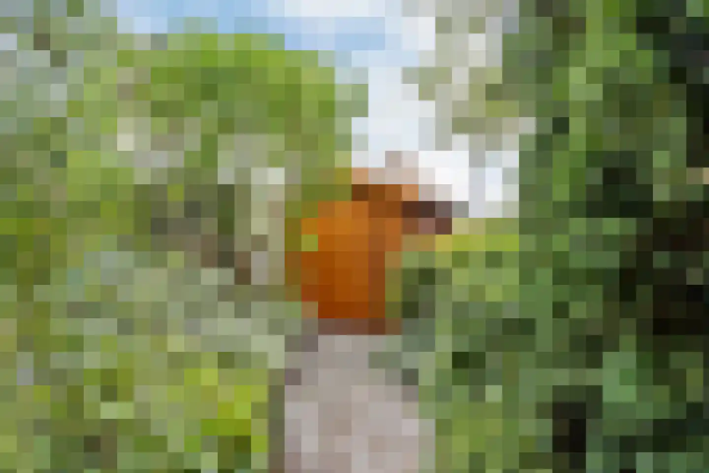 Mosroos 7 Leiden thumbnail 43