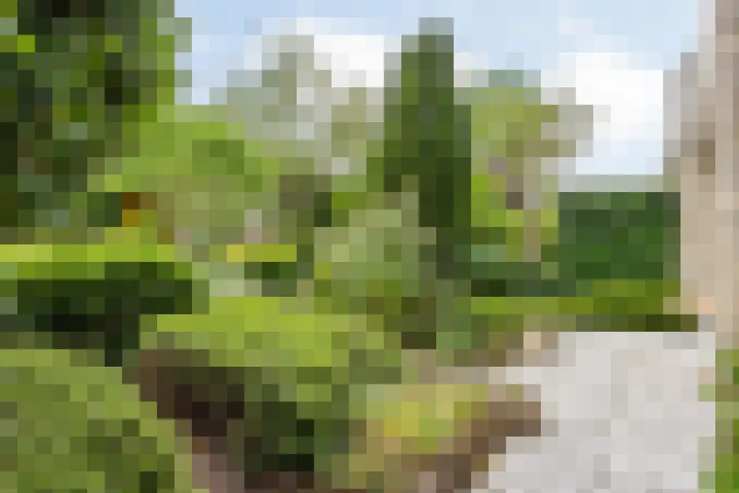 Mosroos 7 Leiden thumbnail 45