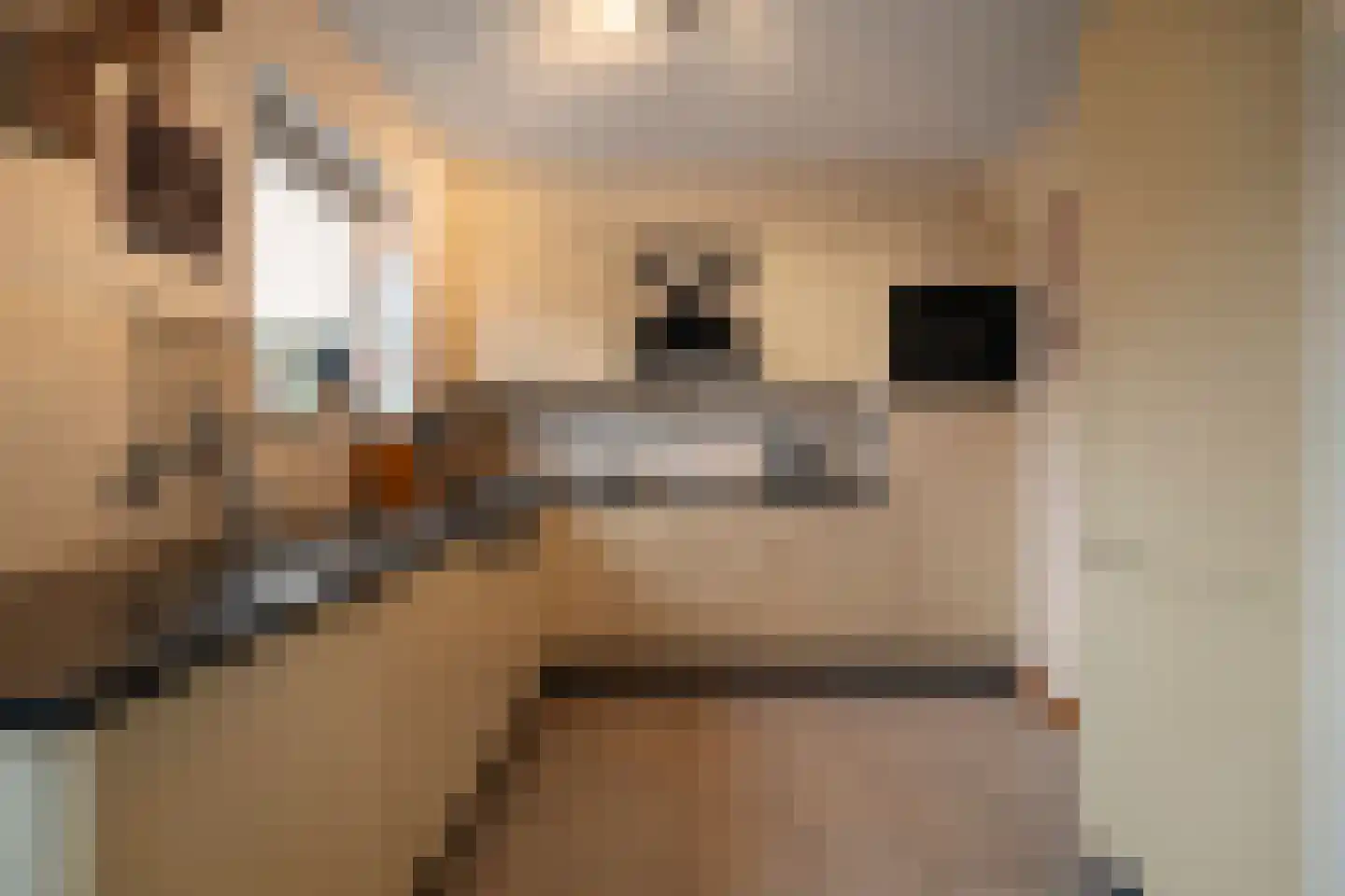 Mossel 16 Middenmeer thumbnail 12