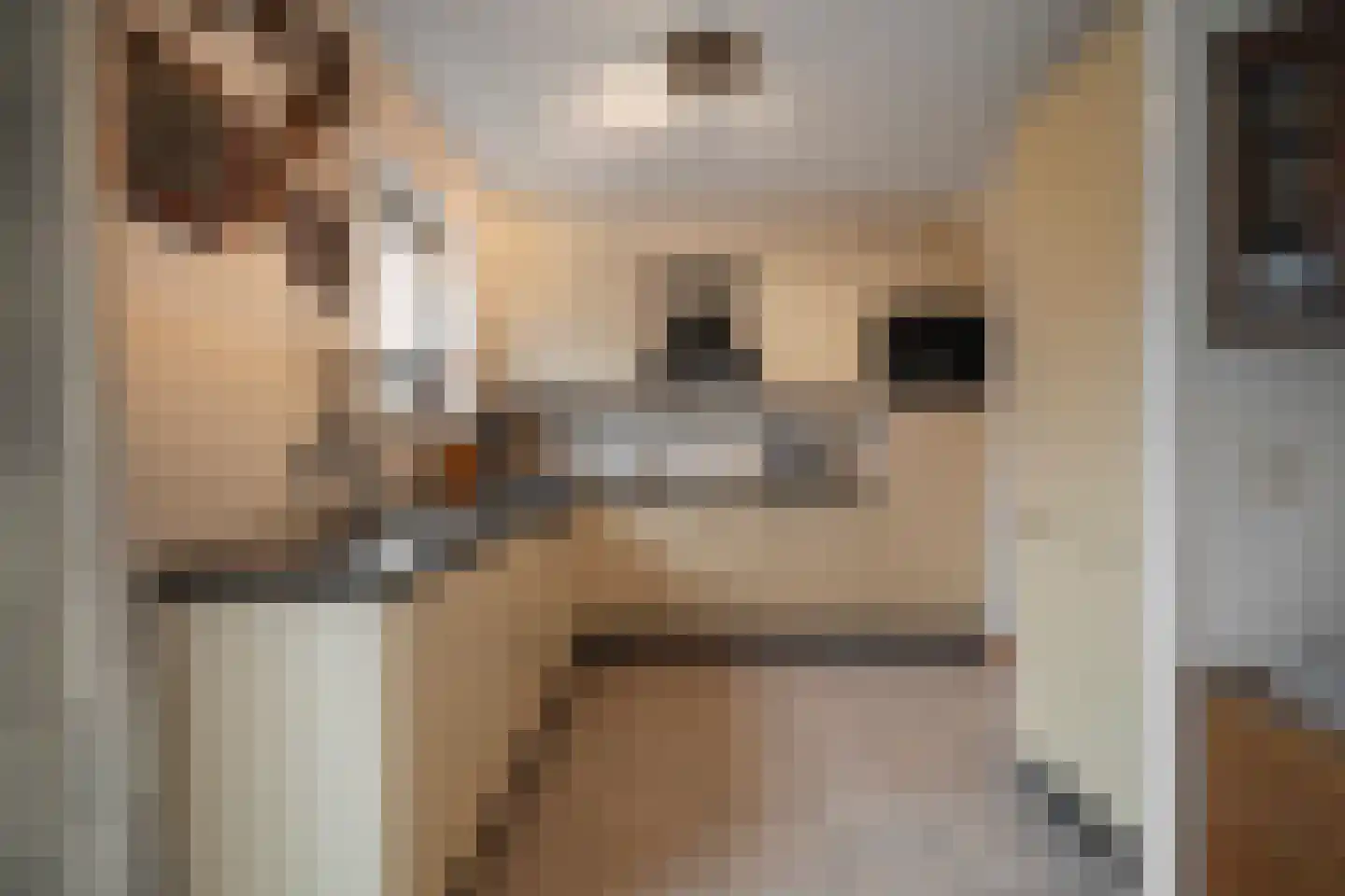 Mossel 16 Middenmeer thumbnail 4