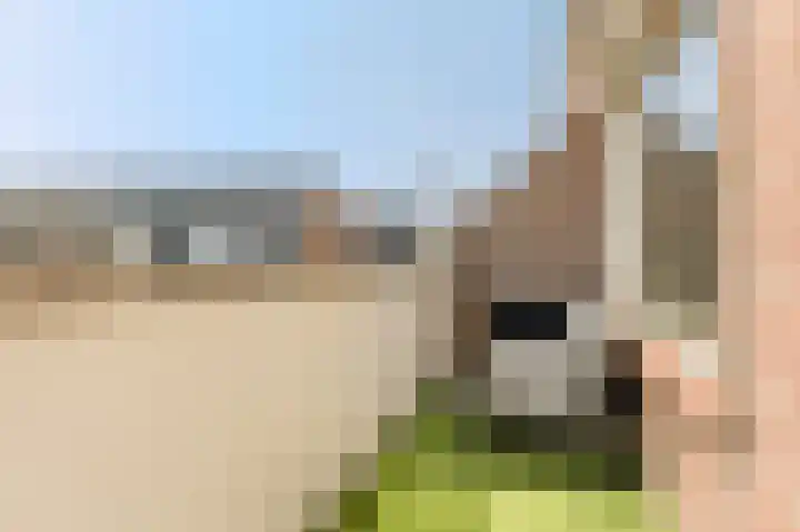 Mossel 2 Middenmeer thumbnail 6