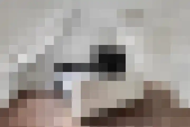 Mossel 27 Middenmeer thumbnail 15