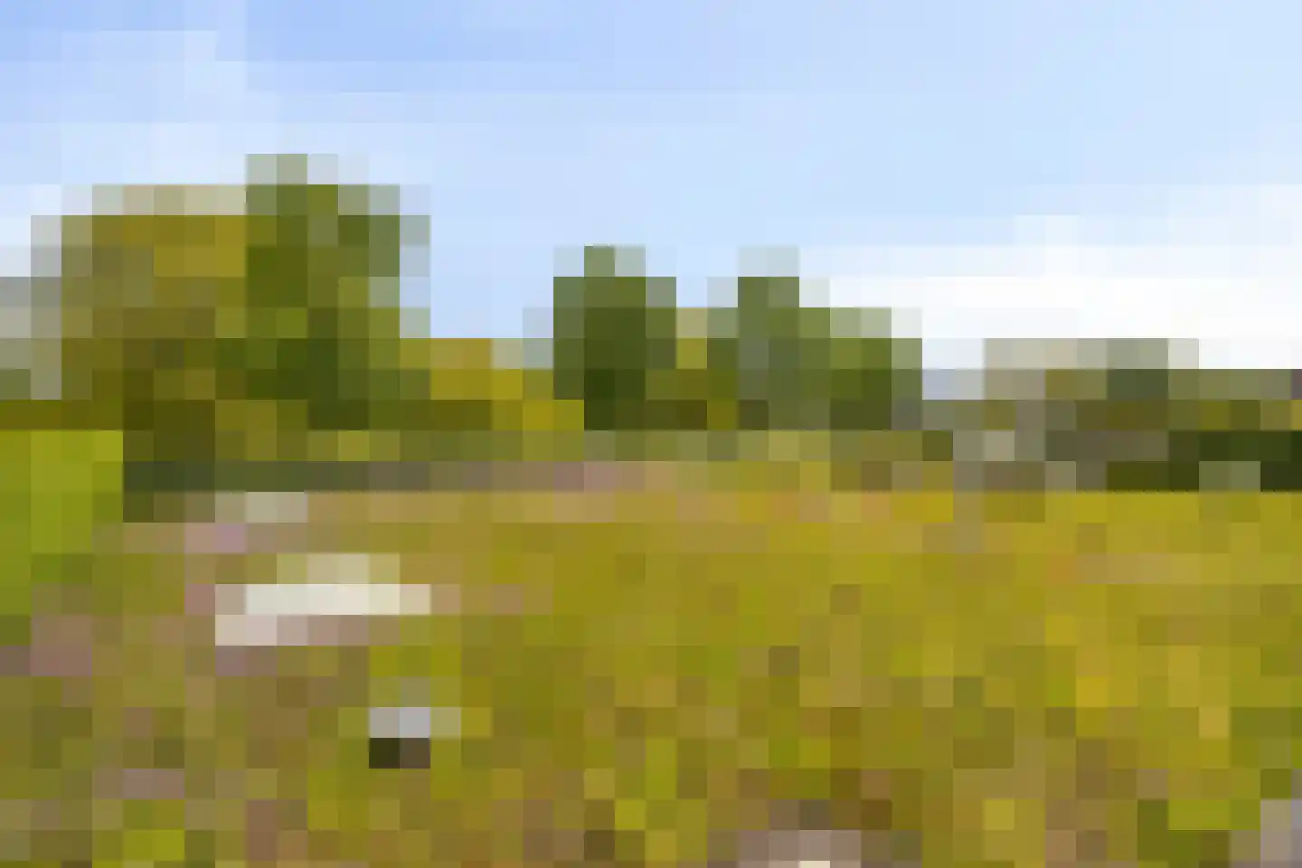 Mosselbank 17 Goes thumbnail 48