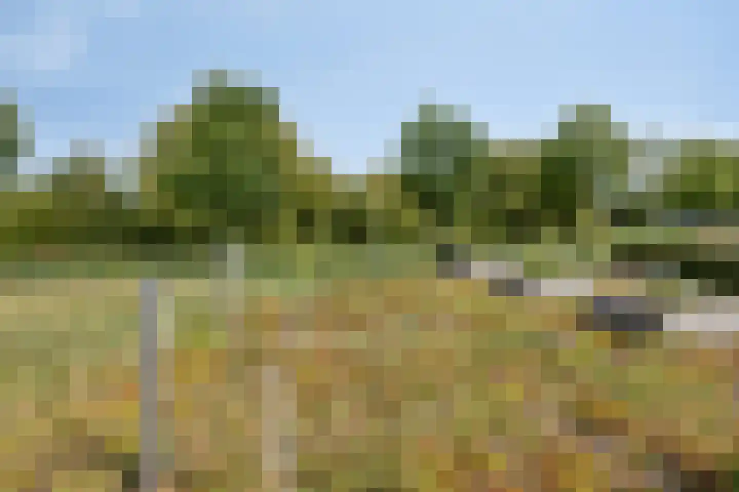 Mosselbank 17 Goes thumbnail 56
