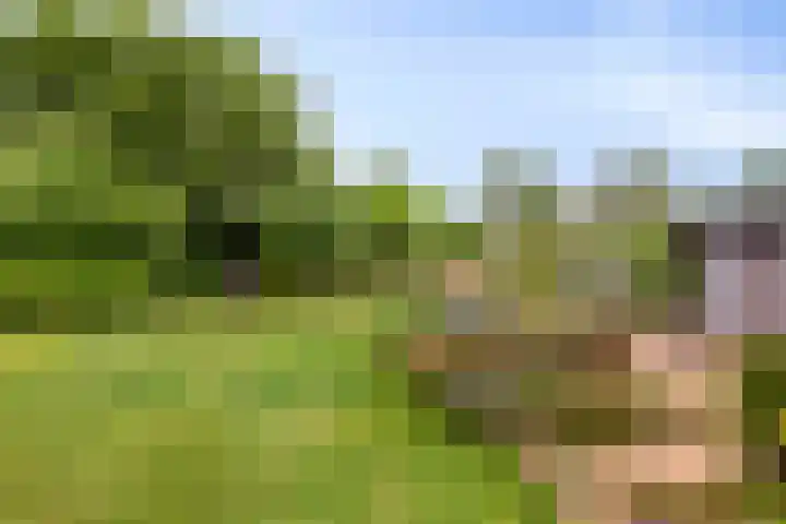 Mosselbank 21 Goes thumbnail 39