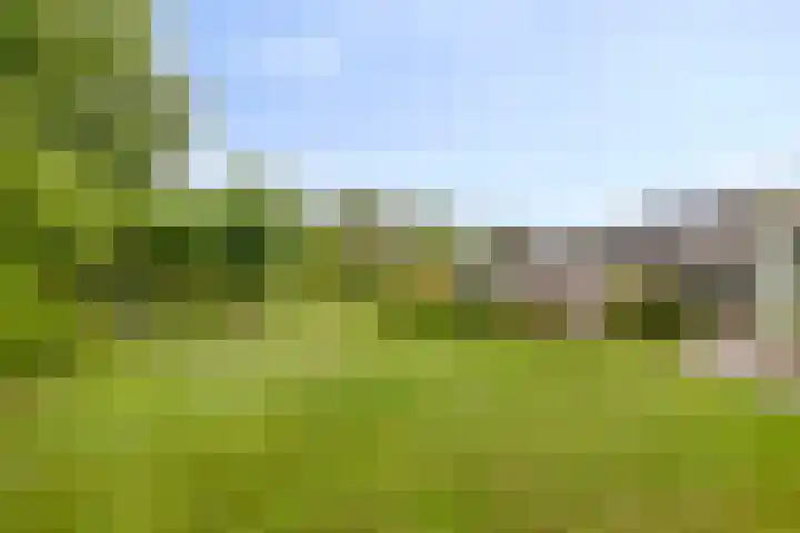 Mosselbank 21 Goes thumbnail 41