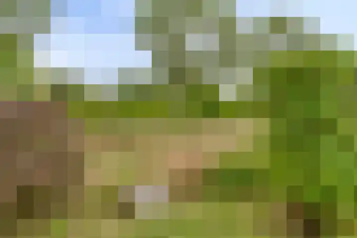Mosselbank 21 Goes thumbnail 45
