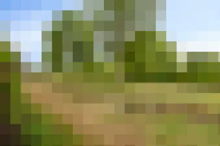 Mosselbank 21 Goes thumbnail 46