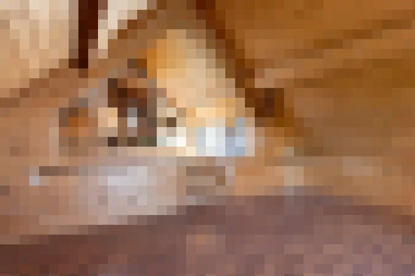 Mosseldijk 15 Nieuwvliet thumbnail 27